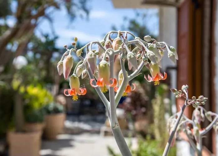 Renas Secret Garden House Σπίτι διακοπών