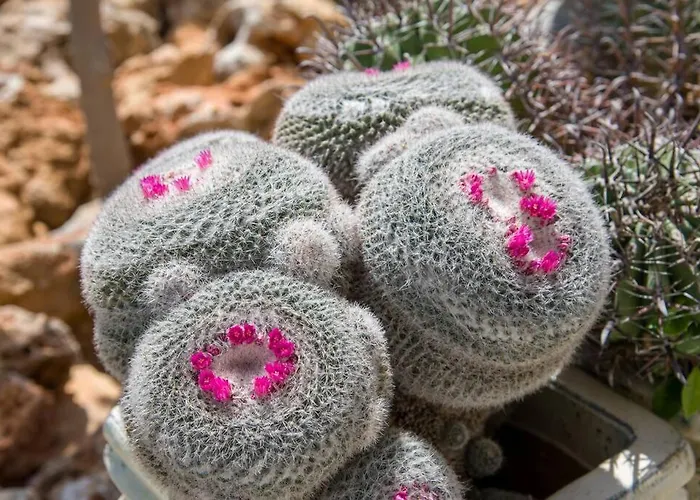 Renas Secret Garden House Holiday home Chania (Crete)