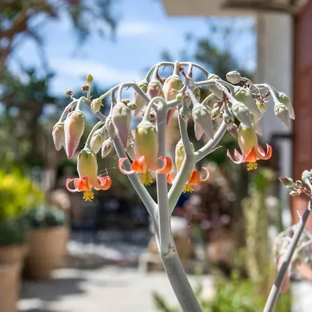 Renas Secret Garden House Σπίτι διακοπών