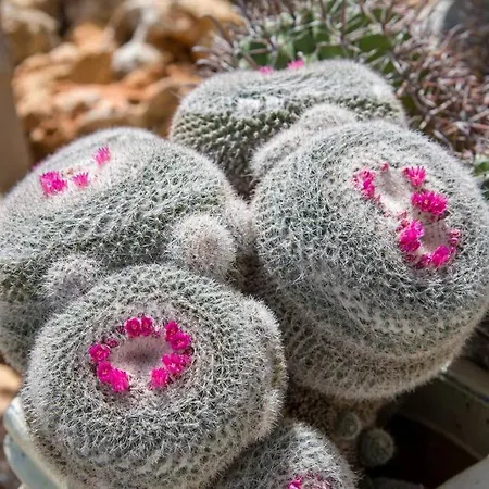 Renas Secret Garden House בית נופש חאניה